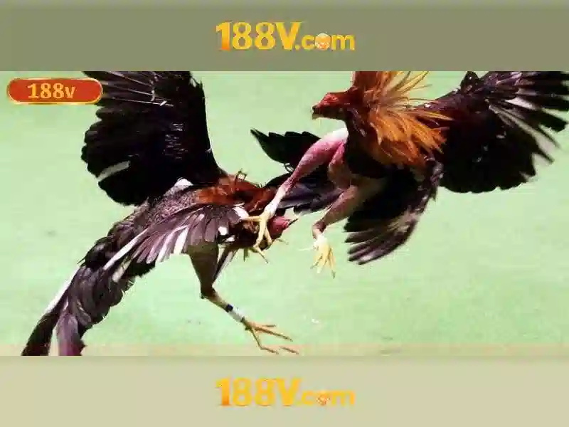 Kết luận và tương lai
